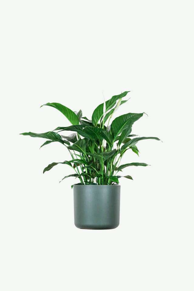 Spathiphyllum